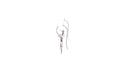Capung Earrings