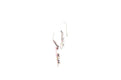 Sumba Earrings- Coral