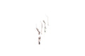 Sumba Earrings- Coral