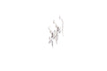 Capung Earrings