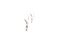 Sumba Earrings- Coral