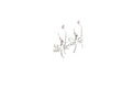 Capung Earrings
