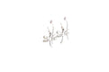 Capung Earrings