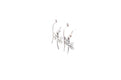 Capung Earrings