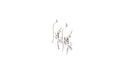 Capung Earrings