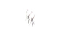 Capung Earrings
