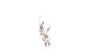 Sumba Earrings- Coral