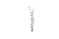 Evening Flight Earrings- Multi