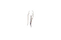 Capung Earrings
