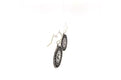 Ko Tao Earrings